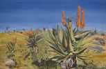 Aloes